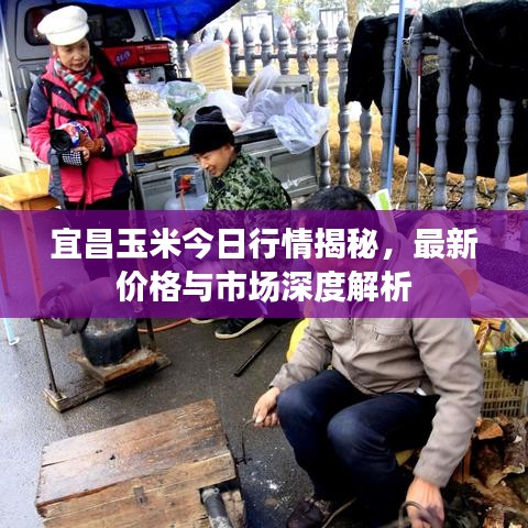 宜昌玉米今日行情揭秘，最新價(jià)格與市場(chǎng)深度解析
