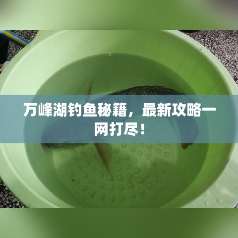 萬(wàn)峰湖釣魚(yú)秘籍，最新攻略一網(wǎng)打盡！