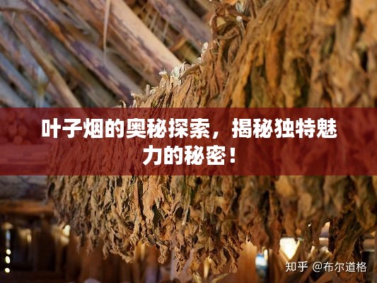葉子煙的奧秘探索，揭秘獨特魅力的秘密！