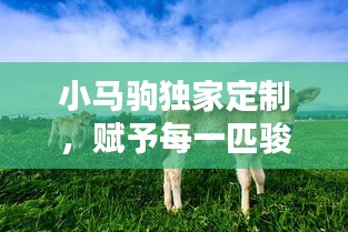 小馬駒獨家定制，賦予每一匹駿馬獨特魅力
