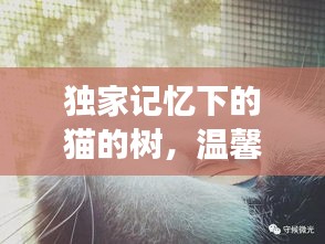 獨(dú)家記憶下的貓的樹，溫馨故事等你探索