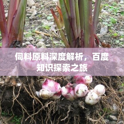 伺料原料深度解析，百度知識探索之旅