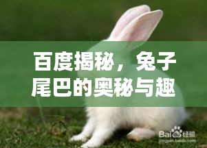 百度揭秘，兔子尾巴的奧秘與趣味！