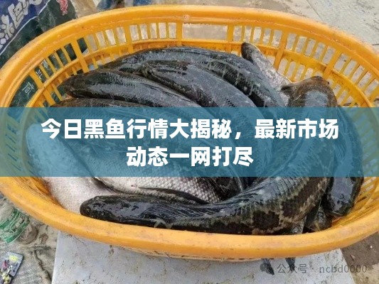 今日黑魚行情大揭秘，最新市場動態(tài)一網打盡